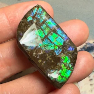 Apa itu Ammolite?